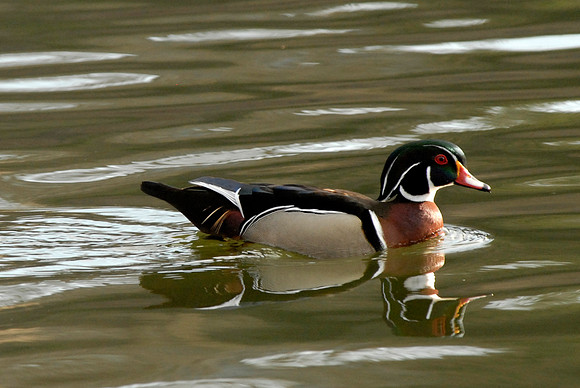Wood Duck, drake