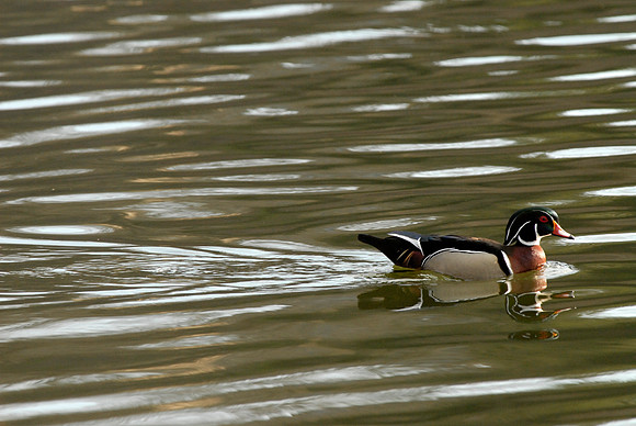 Wood Duck, drake