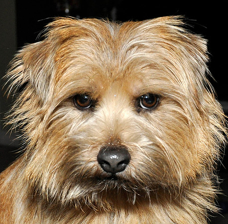 Benny (Norfolk Terrier)
