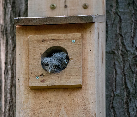 Eastern Screech Owlets