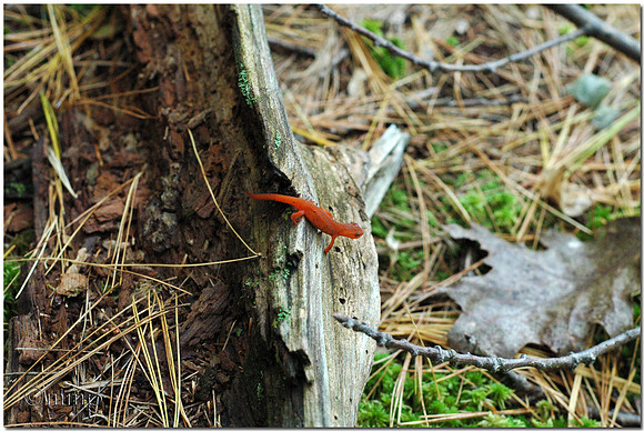 Red Eft, Beausoleil Island