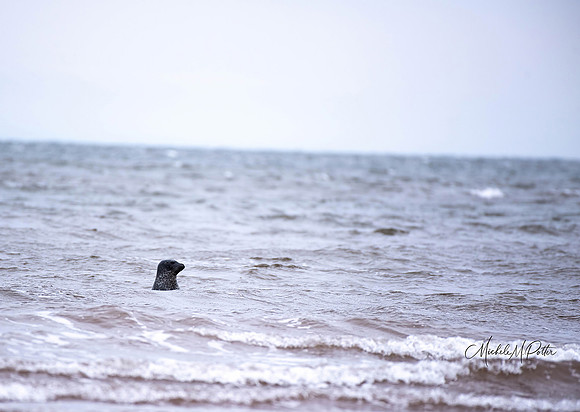 Harbour Seal at Panting Shores Beach, PEI. December 2022