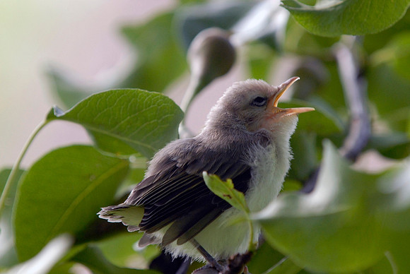 American Goldfinch chick
