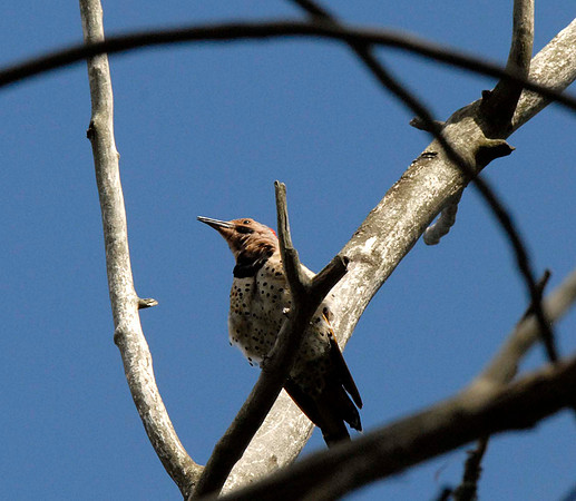 Northern Flicker, male