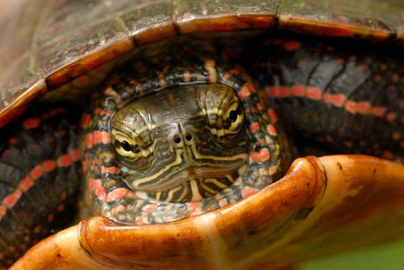 Midland Painted Turtle