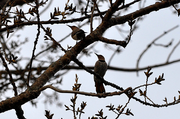 Northern Flicker