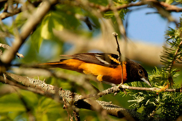Northern Oriole in my yard
