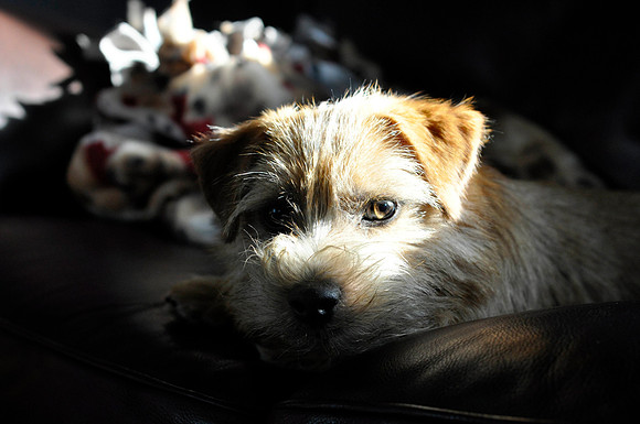 Cortaillod Beneficiary "Benny" (Norfolk Terrier)