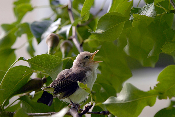 American Goldfinch chick