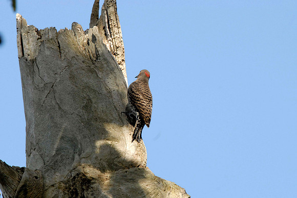 Northern Flicker, female