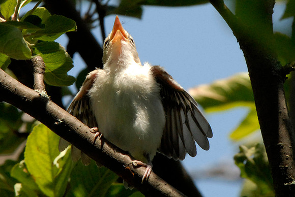 American Goldfinch chick