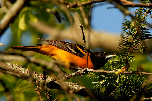 Northern Oriole in my yard