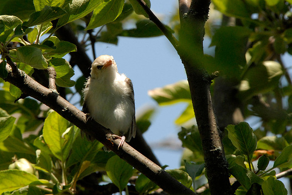American Goldfinch chick
