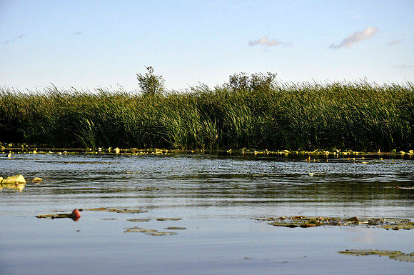 Black Crowned Night Heron