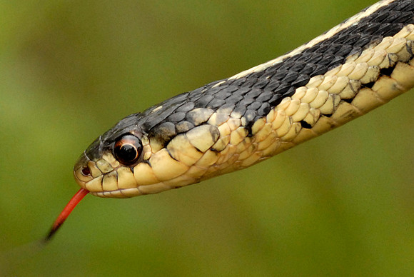Garter Snake