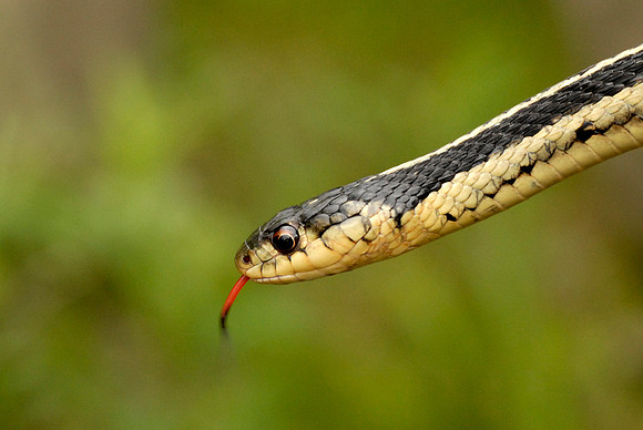 Garter Snake