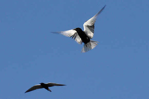 Black Tern