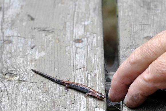 Eastern Red-Backed Salamander