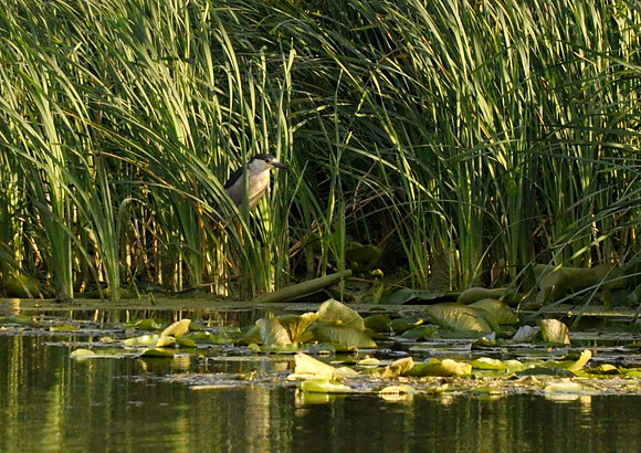 Black Crowned Night Heron