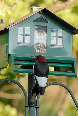 Red-Headed Woodpecker