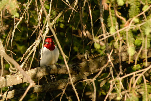Red-Headed Woodpecker in my yard