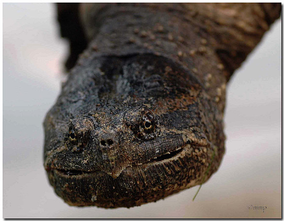 Snapping Turtle, Kinmount, ON