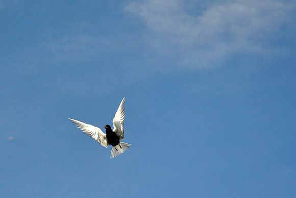 Black Tern