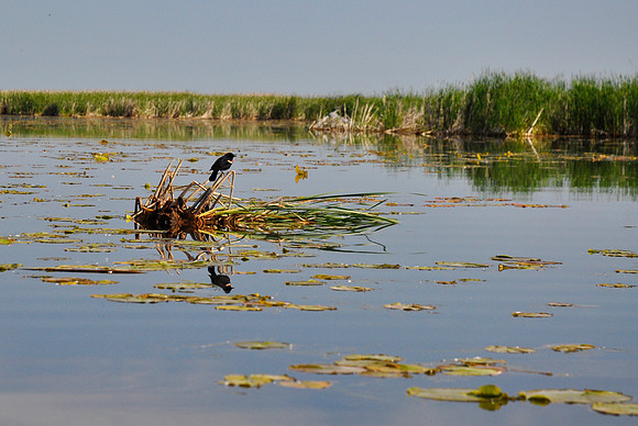 Red-Winged Blackbird