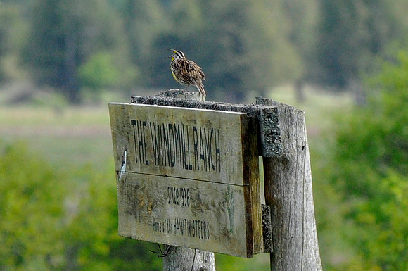 Eastern Meadowlark, Carden Alvar