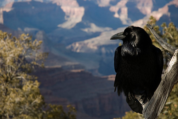 Common Raven at the Grand Canyon