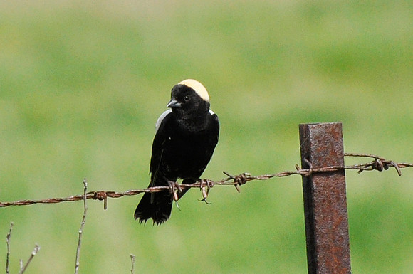 Bobolink, Carden Alvar