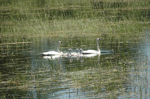 Trumpeter Swans, Muskoka