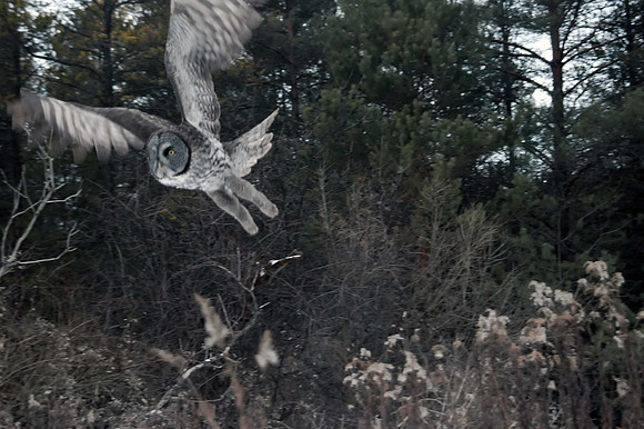 Great Gray Owl, Georgina Township, ON 2005