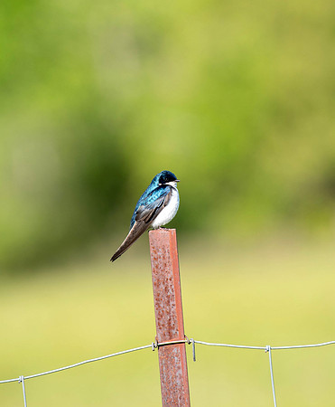Tree Swallow close upe-6914