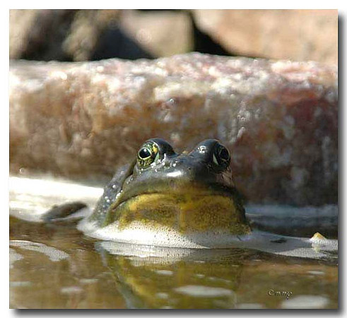 Green Frog