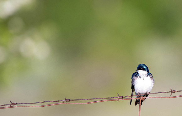 Tree Swallow, Carden Alvar