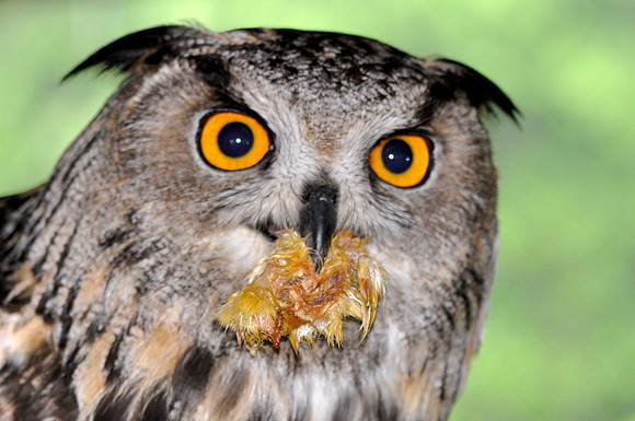 European Hawk Owl