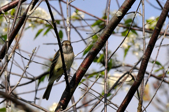 Least Flycatcher
