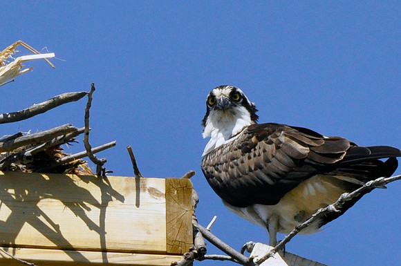 Osprey, Georgina, ON