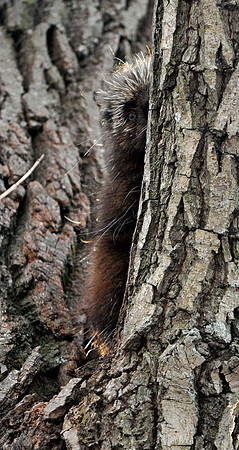 Porcupine