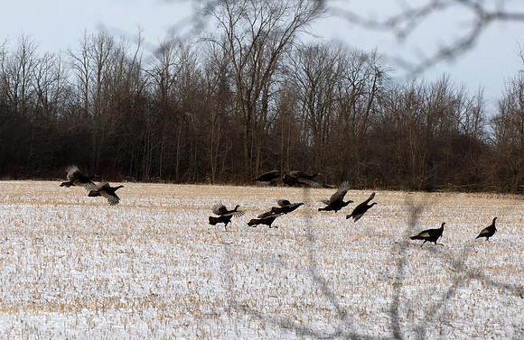 Wild Turkeys, Georgina Township, ON