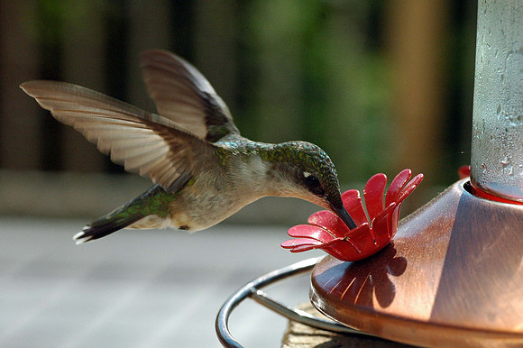 Ruby Throated Hummingbird