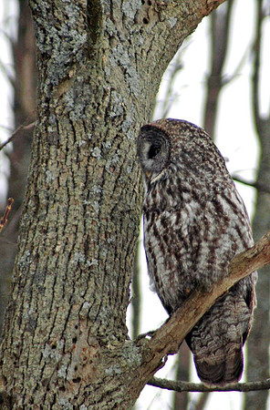 Great Gray Owl, Georgina Township, ON