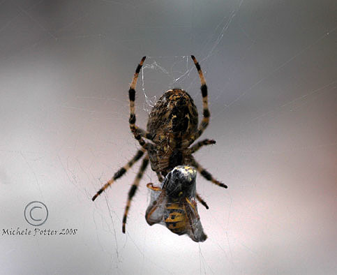 Spider