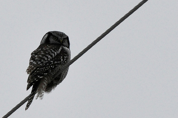Northern Hawk Owl