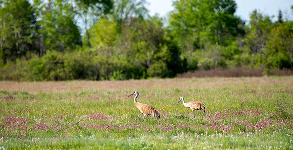 Sandhill Cranes