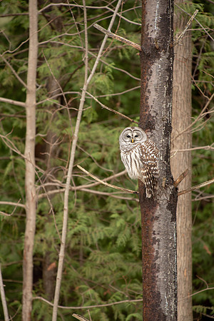 Barred Owl