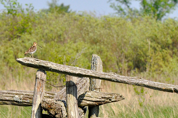 Upland Sandpiper