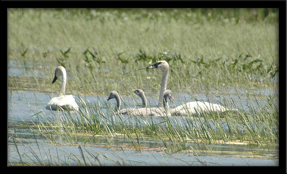 Trumpeter Swans, Muskoka