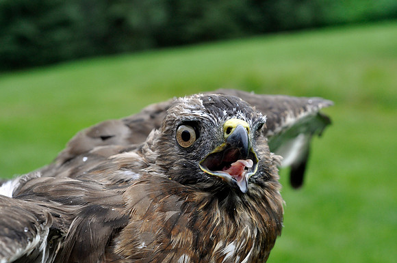 Broad-Winged Hawk